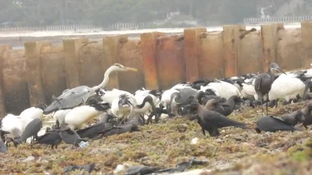 Time Lapse Flock White Herons Black Egrets Grazing Field — Stock Video