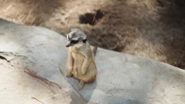 Ένα Αξιολάτρευτο Περίτεχνο Meerkat Στέκεται Ένα Τσιμεντένιο Έδαφος Ένα Ζωολογικό — Αρχείο Βίντεο