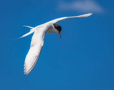 Güneşli bir günde mavi gökyüzünde uçan güzel bir deniz feneri.