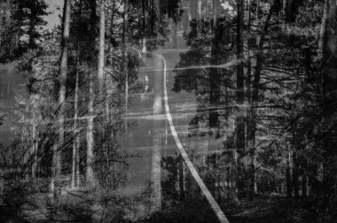 Uzun orman ağaçlarının gri tonlu görüntüsü soyut arkaplan    