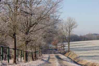 Almanya 'nın kırsal kesimlerinde kışın kuru ağaçlarla çevrili bir ormanla çevrili boş bir patika.