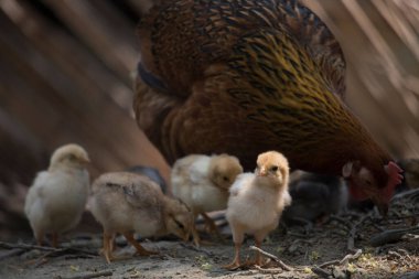 Beautiful portrait of cute baby chicks.