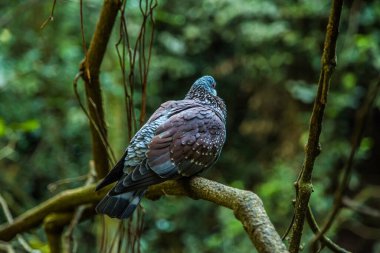 Ormanda parlak renkli bir kuş ve bulanık arka planda ağaçlar.