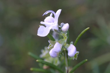 Bitkinin üzerinde açan narin beyaz çiçekler.