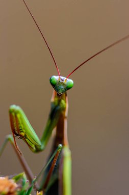Yeşil peygamber devesine yakın çekim