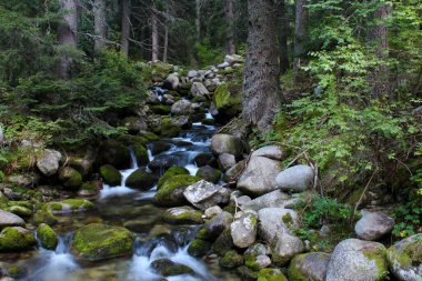 Bulgaristan 'da ormanın içinden kayaların üzerinden akan güzel bir nehir manzarası