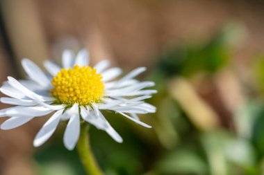 Beyaz papatya çiçeği. Beyaz yapraklı ve ortası sarı olan Marguerite. Çiçek Hala hayat, makro.