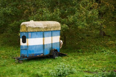 Ormanda terk edilmiş eski bir karavanın arkasında saklanan sevimli beyaz bir koyun.