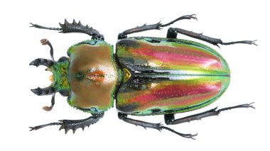 Böcek koleksiyonu. Beyaz arka planda izole edilmiş. Makro lens tarafından çekilmiş.