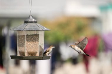 Kuş yemliğinin yakınındaki iki ev serçesinin (Passer domesticus) yüzeysel odak noktası.