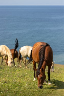 Atlar okyanus kenarında yeşil çimlerde otluyor.