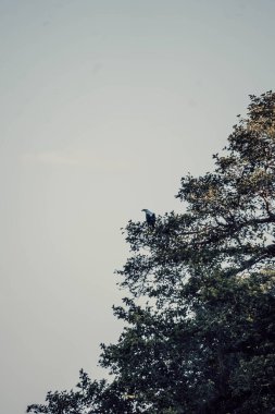 Ağaçtaki kuşun dikey görüntüsü.