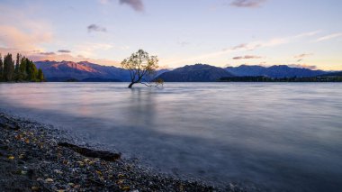 Wanaka, Yeni Zelanda 'da bir gölde yalnız bir ağacın güzel manzarası.