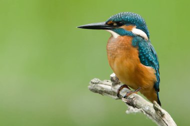 Dal üzerine tünemiş sıradan bir balıkçı (alcedo)