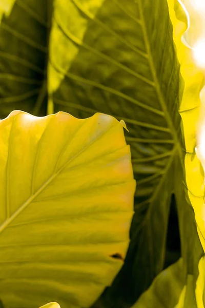 大きな熱帯の葉の垂直ショット — ストック写真