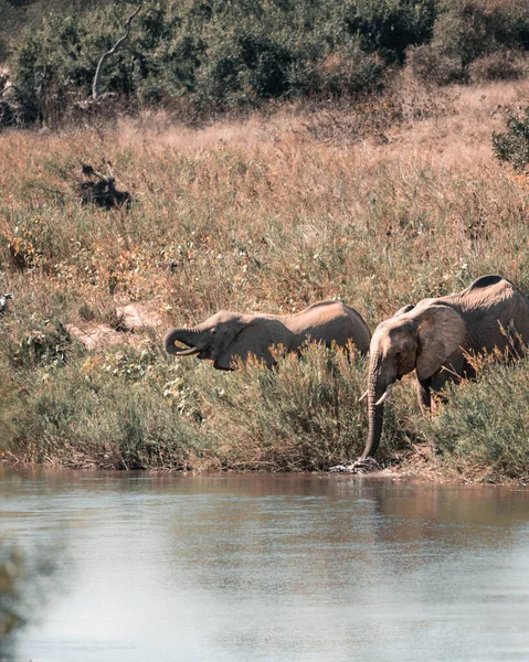 Een Verticaal Schot Van Olifanten Drinkend Water Van Een Rivier — Stockfoto