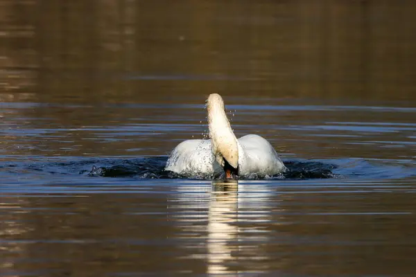 Элегантный Немой Лебедь Cygnus Olor Воде — стоковое фото