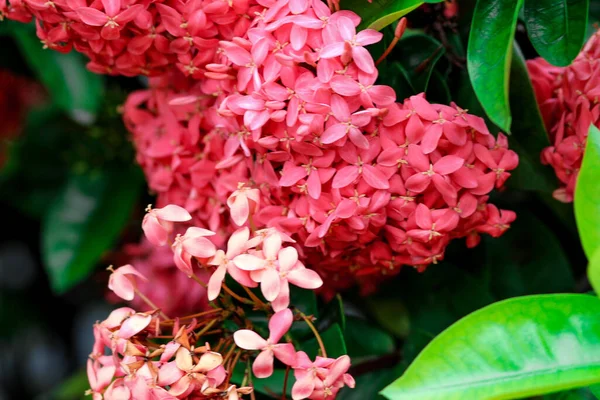 Close Ixora Coccinea Gerânio Selva Chama Floresta Pendkuli Foco Selecionado — Fotografia de Stock