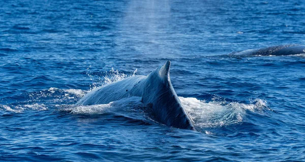 Whale Half Its Body Sticking Out Water Maui Island Hawaii — Stock Photo, Image