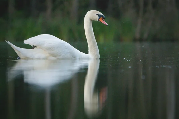 Cygne Blanc Gracieux Flottant Dans Lac — Photo