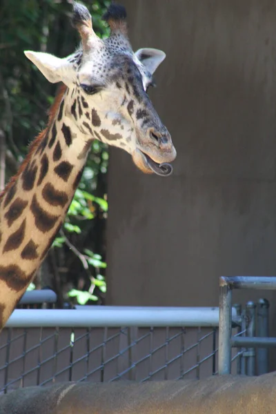 Вертикальный Крупный План Очаровательного Жирафа Зоопарке — стоковое фото
