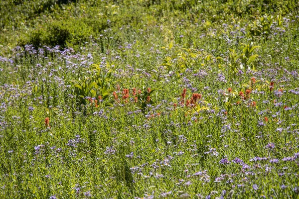 Campo Bonito Com Flores Coloridas Florescendo — Fotografia de Stock