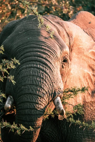 A vertical shot of an elephants face