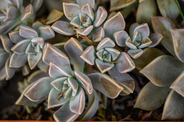 Eine Nahaufnahme Einer Geisterpflanze Die Topf Wächst — Stockfoto