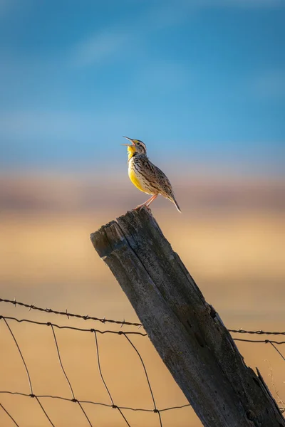 Vertikal Närbild Western Meadowlark Sjunger Ett Inlägg Washoe Valley Nevada — Stockfoto