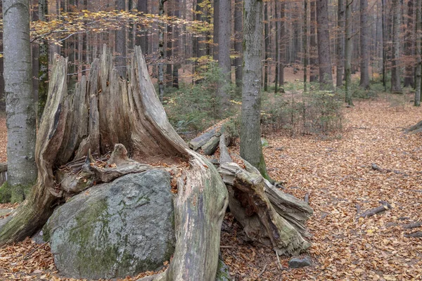 Crowne Shaped Rotten Tree Stump Grown Rock Bavarian Forrest Nature — Stock Photo, Image