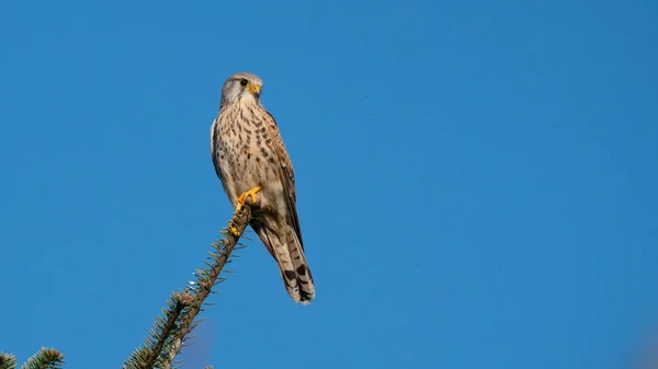 Ein Turmfalke Falco Tinnunculus Vor Blauem Himmel — Stockfoto