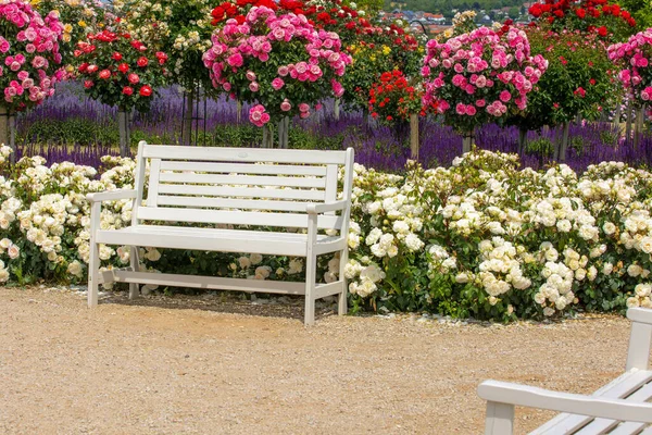 Banco Jardim Frente Uma Variedade Arbustos Rosa Cores Diferentes Lavanda — Fotografia de Stock