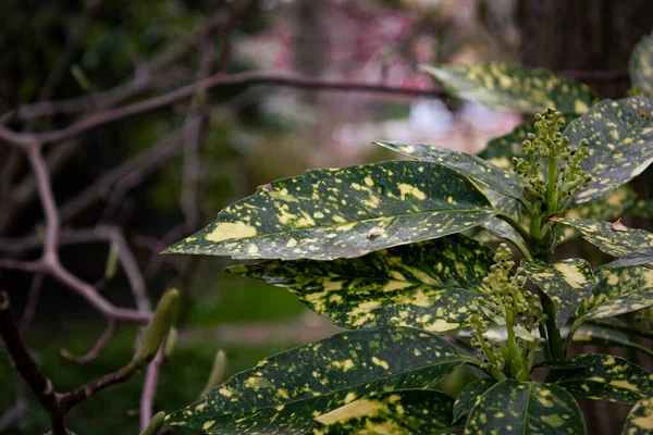 Eine Nahaufnahme Von Aukuba Blättern Einem Garten Vor Verschwommenem Hintergrund — Stockfoto