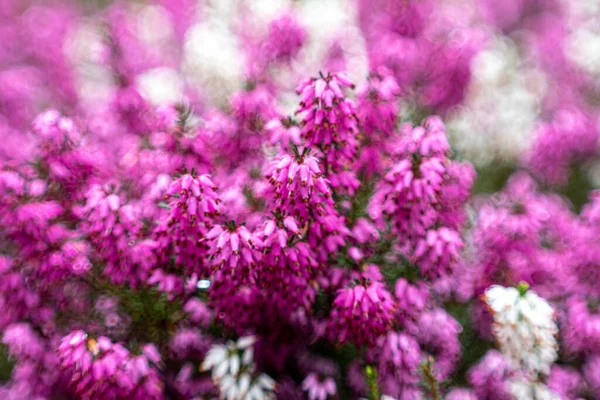 Gros Plan Fleurs Bruyère Fleurissant Dans Jardin — Photo