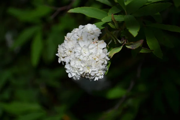 Ένα Κοντινό Πλάνο Από Ένα Λευκό Στεφάνι Λουλούδια Spiraea Ένα — Φωτογραφία Αρχείου