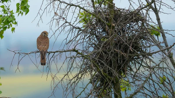 Ein Majestätischer Turmfalkenvogel Auf Einem Ast Neben Einem Nest — Stockfoto