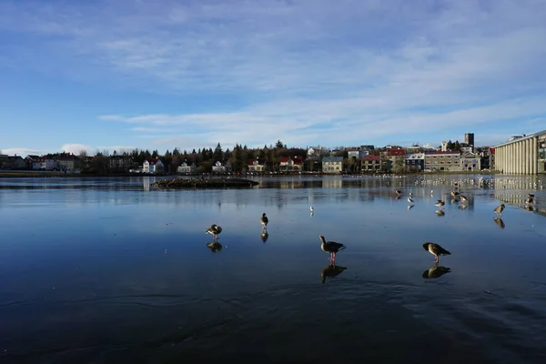 Beautiful Shot Ducks Lake Reykjavik Cityscape — Stock Photo, Image