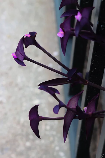 A vertical shot of growing plants