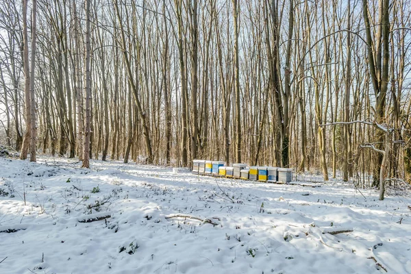 Pohled Věčně Zelený Les Zimě Hoře Fruska Gora — Stock fotografie