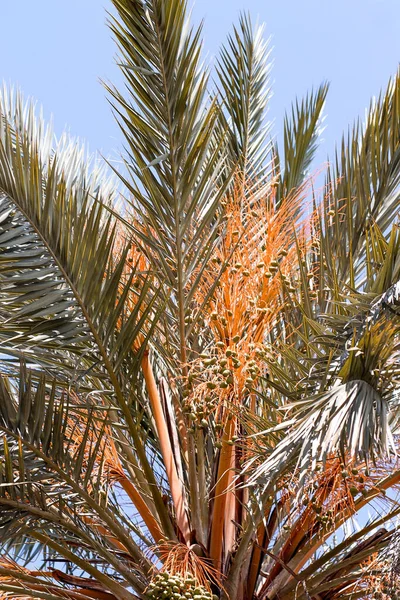 Vertical Shot Date Palm Tree Branches — Stock Photo, Image