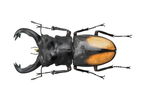 Insect Collection Stag Beetle Specimen Isolated White Background Photoed Macro — Stock Photo, Image