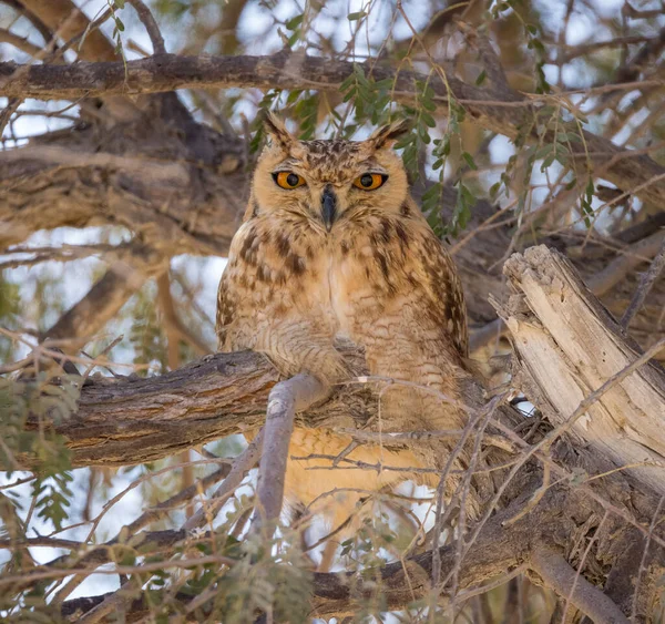 Close Photo Desert Pharaoh Eagle Owl Dubai Desert Conservation Reserve — Stock Photo, Image