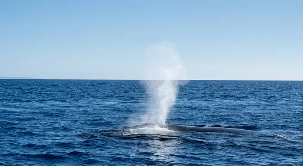Velryba Oceánu Která Nadýchá Čerstvého Vzduchu Blízkosti Ostrova Maui Havaji — Stock fotografie