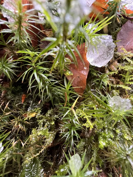 Vertical Shot Icicles Frost Plant — Stock Photo, Image