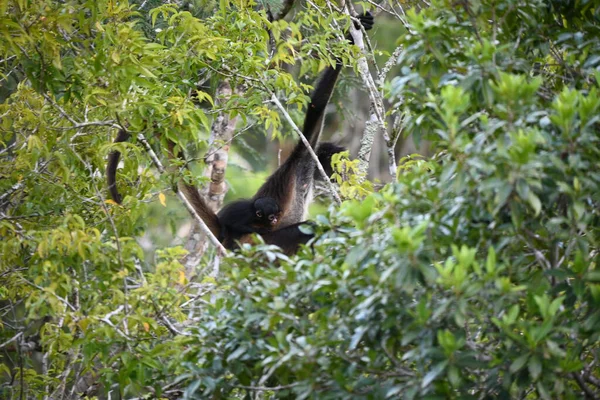 木の上でかわいい猿の美しいショット — ストック写真