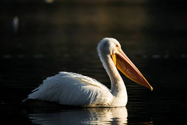 Closeup White Pelican Swimming Lake Santa Rosa California — Stock Photo, Image