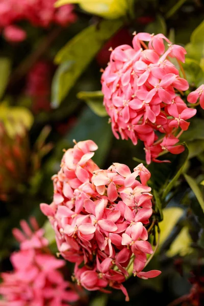 Plano Vertical Flores Saraca Asoca Florecientes — Foto de Stock