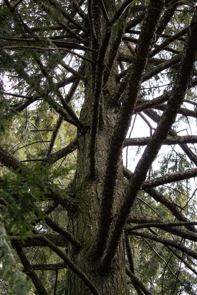 Een Verticaal Schot Van Takken Van Een Pijnboom — Stockfoto