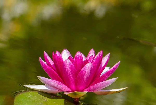 Close Com Uma Flor Lírio Água Rosa Lago Lótus — Fotografia de Stock