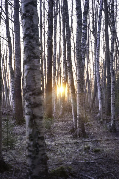 Colpo Verticale Del Sole Che Splende Attraverso Alberi Sottili Crepuscolo — Foto Stock